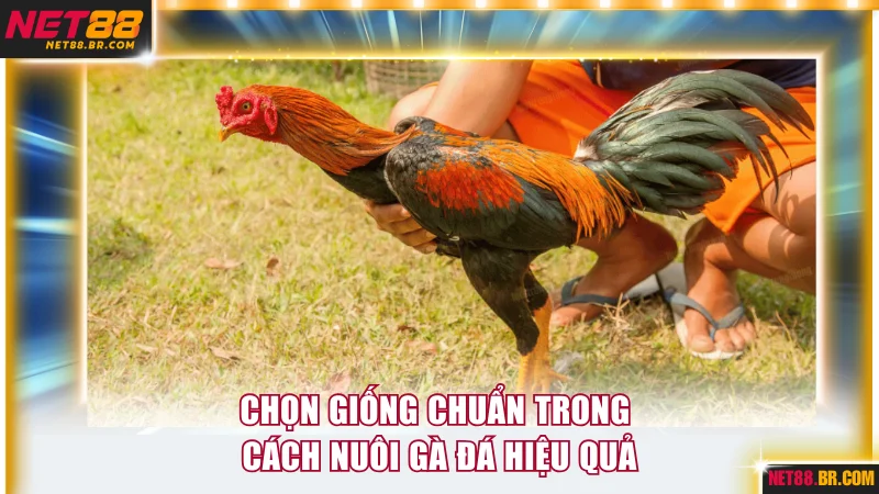 Chọn giống chuẩn trong cách nuôi gà đá hiệu quả