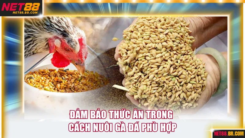 Đảm bảo thức ăn trong cách nuôi gà đá phù hợp