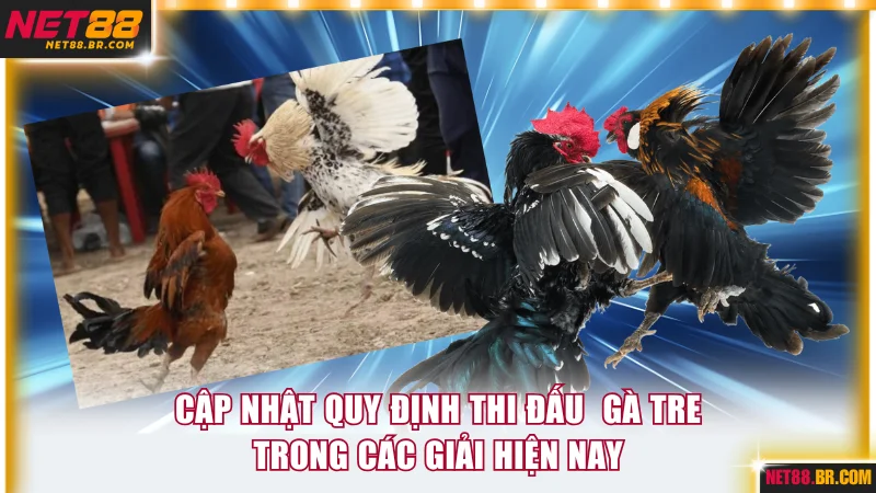 Quy định thi đấu dành cho các gà tre hiện nay