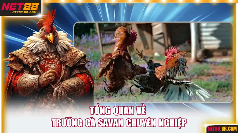 Tổng quan về trường gà Savan chuyên nghiệp