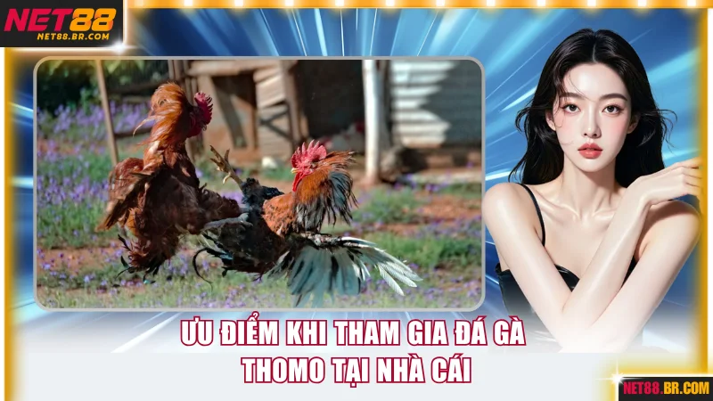 Ưu điểm khi tham gia đá gà Thomo tại nhà cái